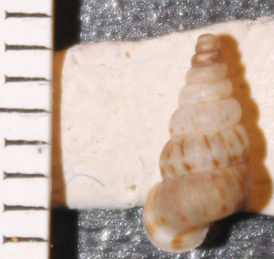 Cochlostoma da identificare